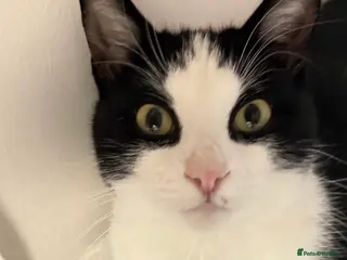 Mixed Breed cats Lovely boy cat for sale - Advert 8