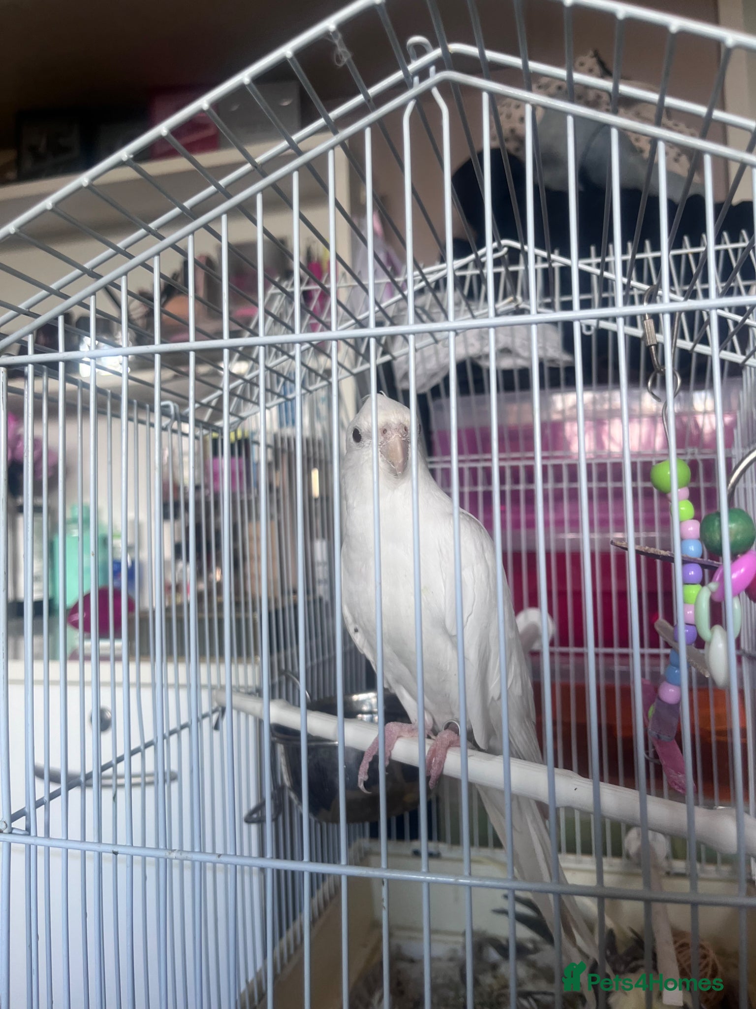 Cockatiels birds for sale: Albino Cocktail  in Witney - Advert 4