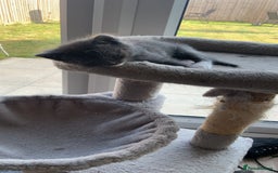 British Longhair cats for sale: Kittens for sale!! in Highbridge - Image 11