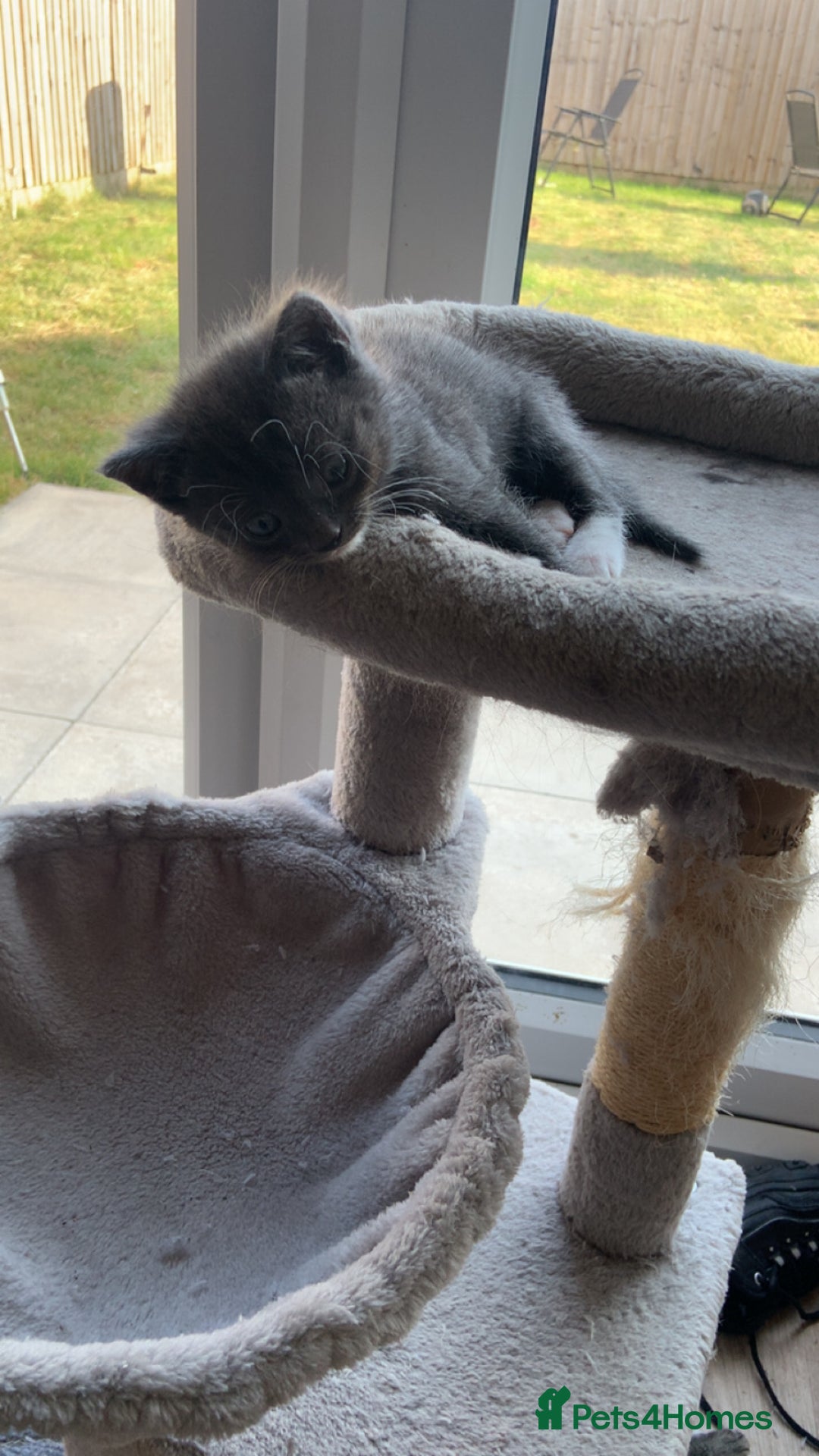 British Longhair cats for sale: Kittens for sale!! in Highbridge - Image 11