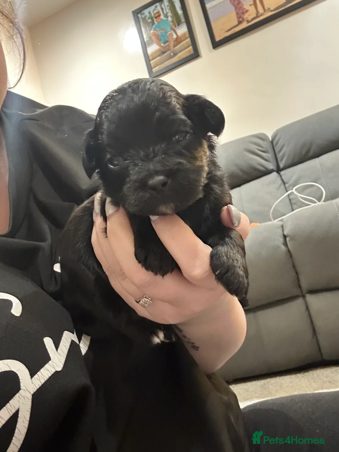 Lhasa Apso dogs for sale: Beautiful mini Lhasa apso’ - Advert 5