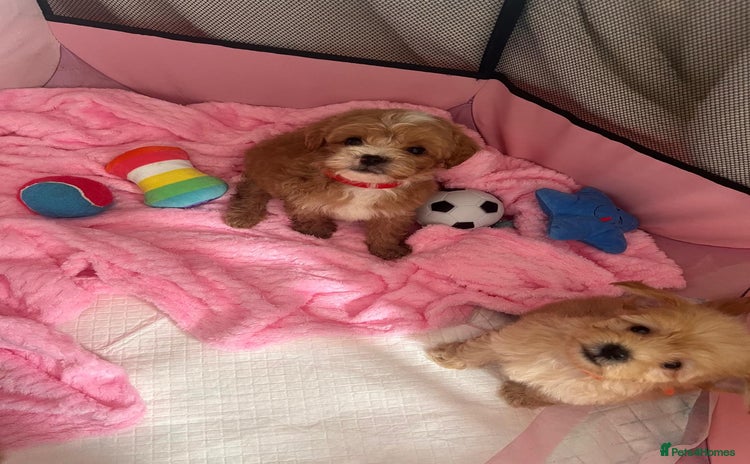Maltipoo dogs - Advert 7