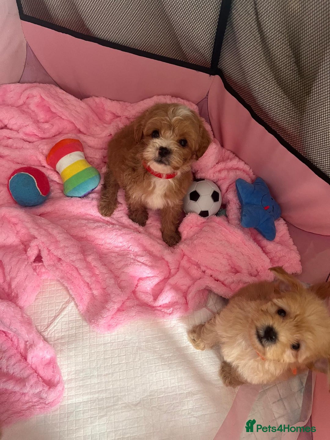 Maltipoo dogs for sale: 💫Tiny Red Boys Available Now💫 - Image 6