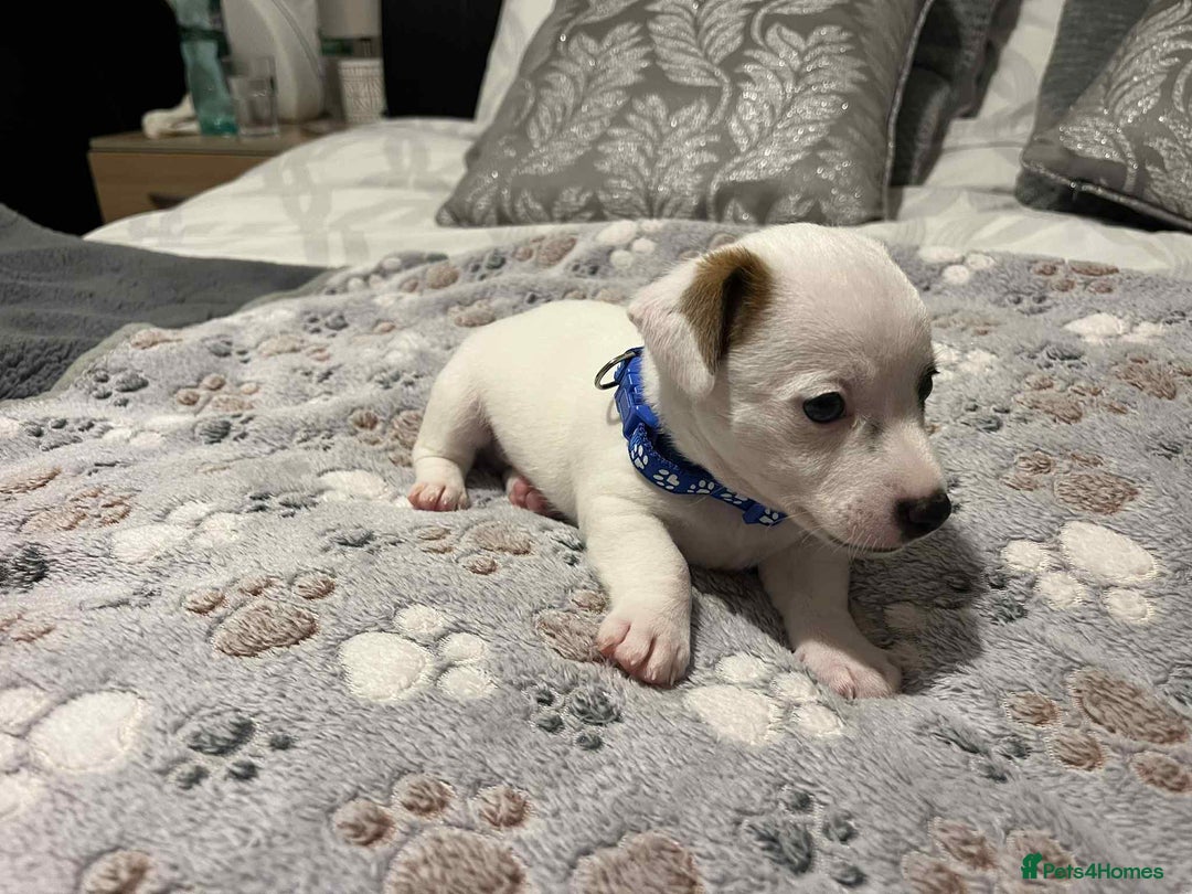 Jack Russell dogs for sale: Jack Russell Puppies for Sale  - Image 7