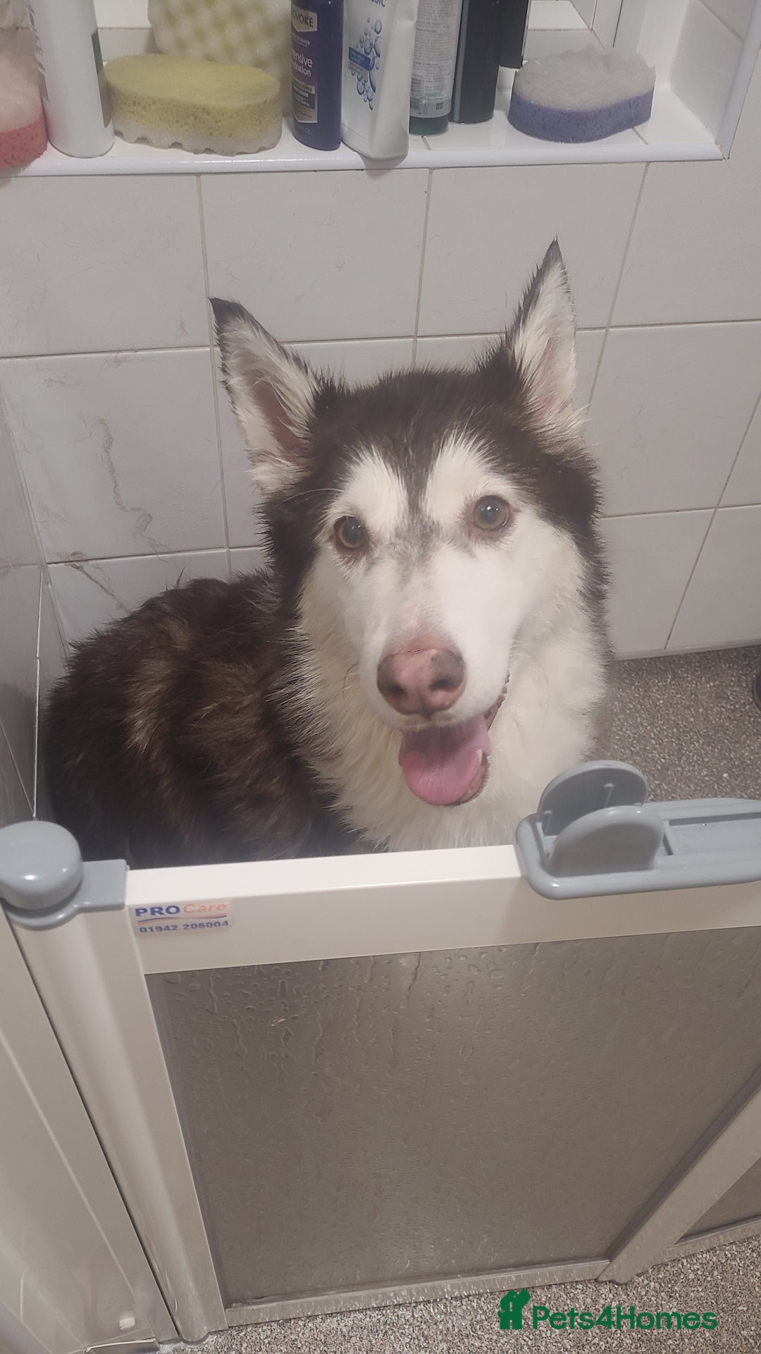 Alaskan Malamute dogs for sale: Female chocolate alaskan malute - Advert 1