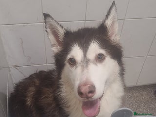 Alaskan Malamute dogs Female chocolate alaskan malute - Advert 1