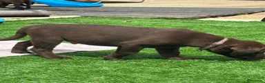 Labrador Retriever 2