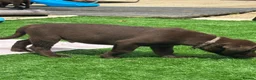 Labrador Retriever dogs for sale: Beautiful lab puppy’s ready to go - Advert 17