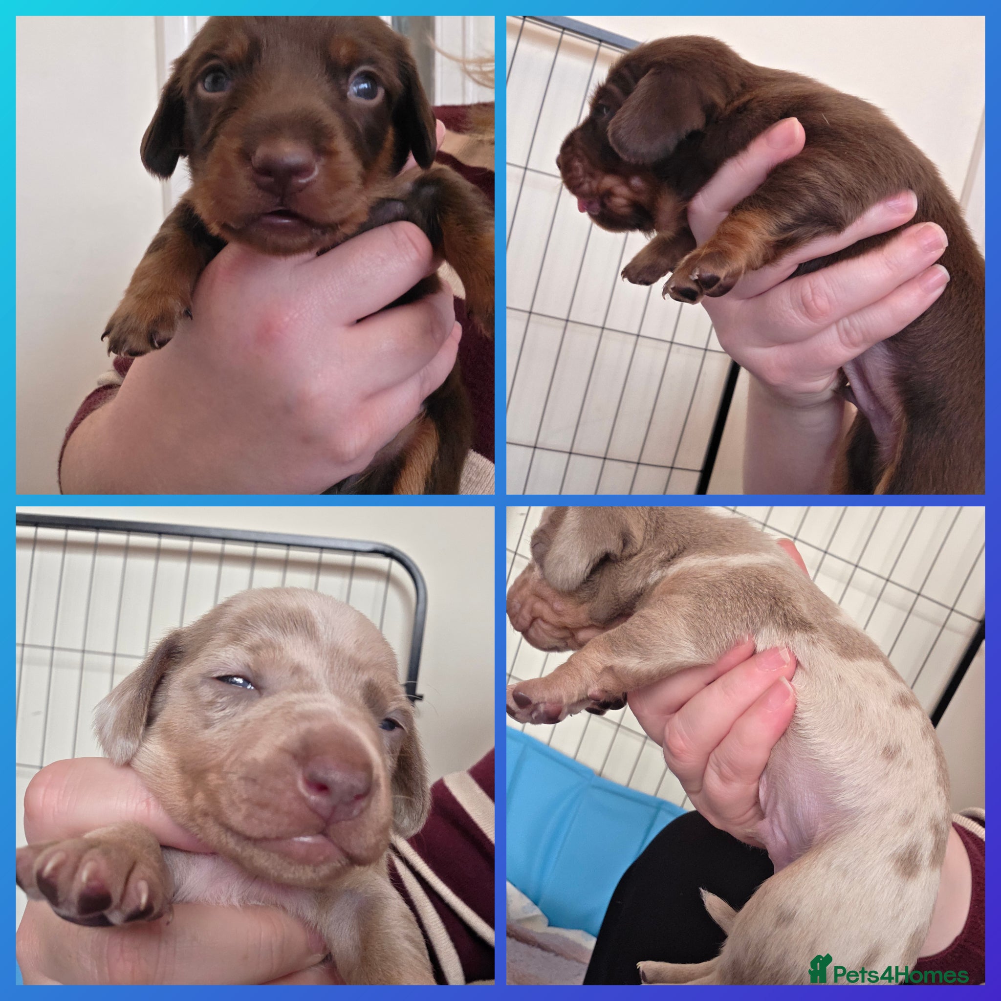Miniature Dachshund dogs Minature dachshund puppies - Advert 12