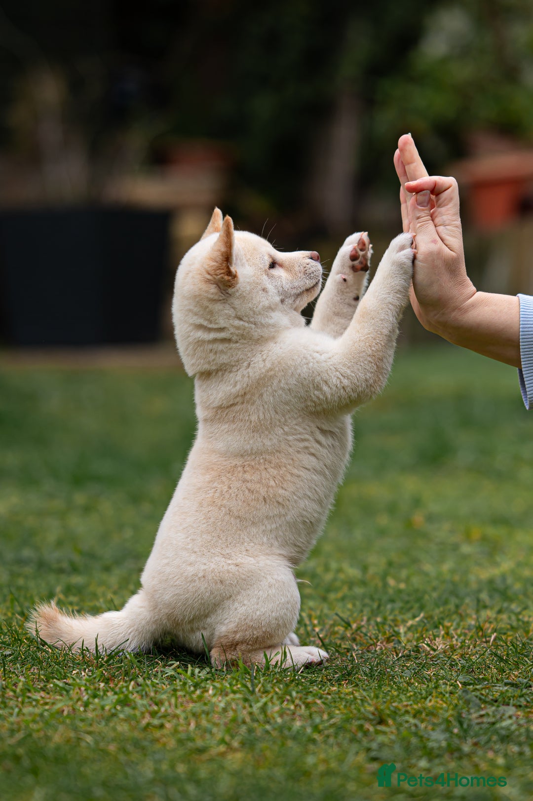 Japanese Shiba Inu dogs for sale: Beautiful Cream Shiba Inu boy for sale  - Image 15