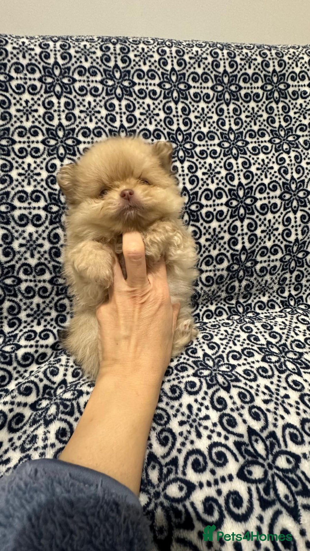 Pomeranian dogs for sale: Stunning littler of KC Pom puppies - Advert 18