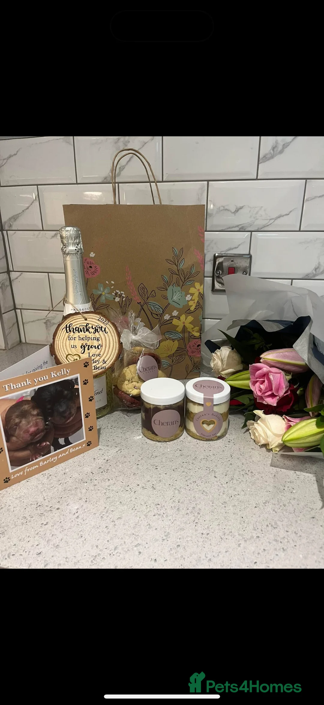 Cavapoo dogs for sale: Beautiful F1 Red Cavapoos- Health Tested - Advert 10