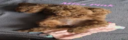 Cavapoo dogs for sale: LAST FOX RED GORGEOUS GIRL AVAILABLE NOW - Advert 12