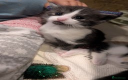 Maine Coon cats for sale: 😽 Cuddly Maine coon kittens 😽 in Preston - Image 17