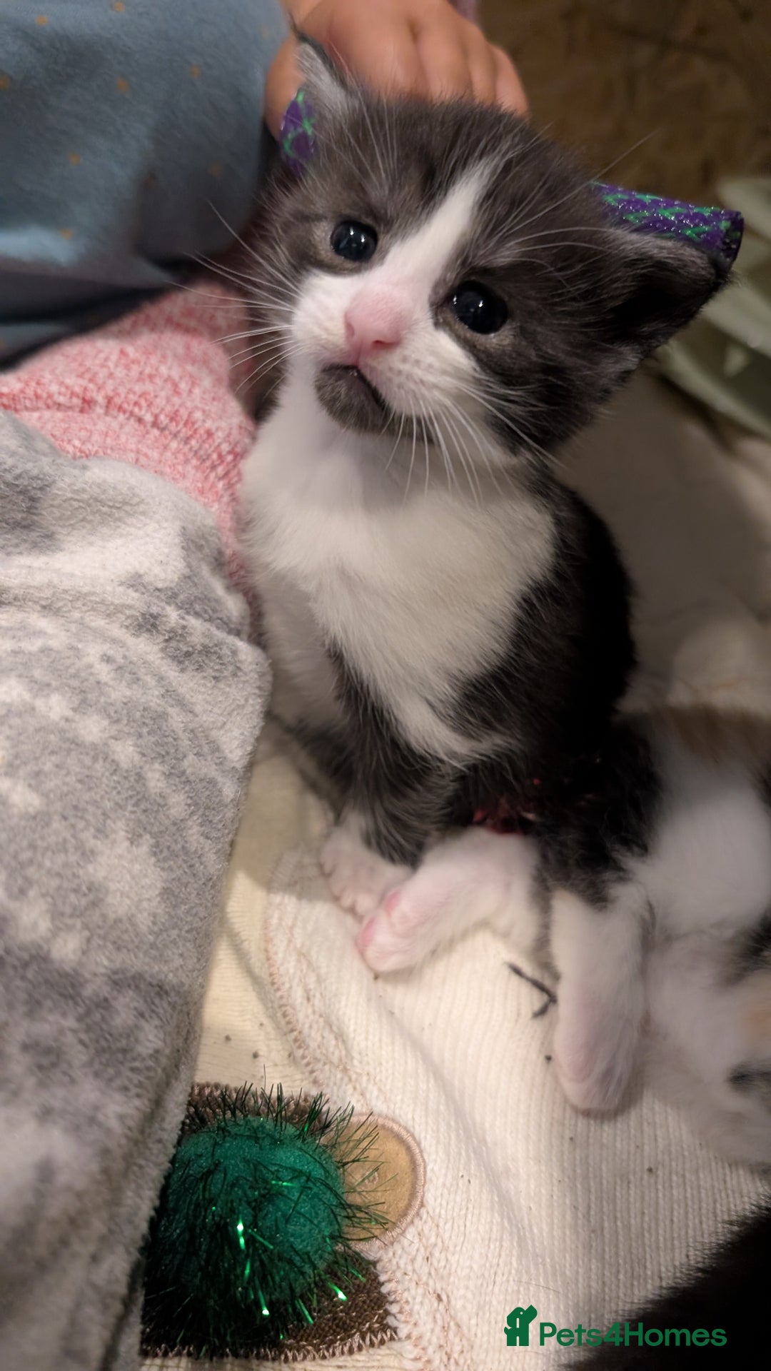 Maine Coon cats for sale: 😽 Cuddly Maine coon kittens 😽 in Preston - Image 17