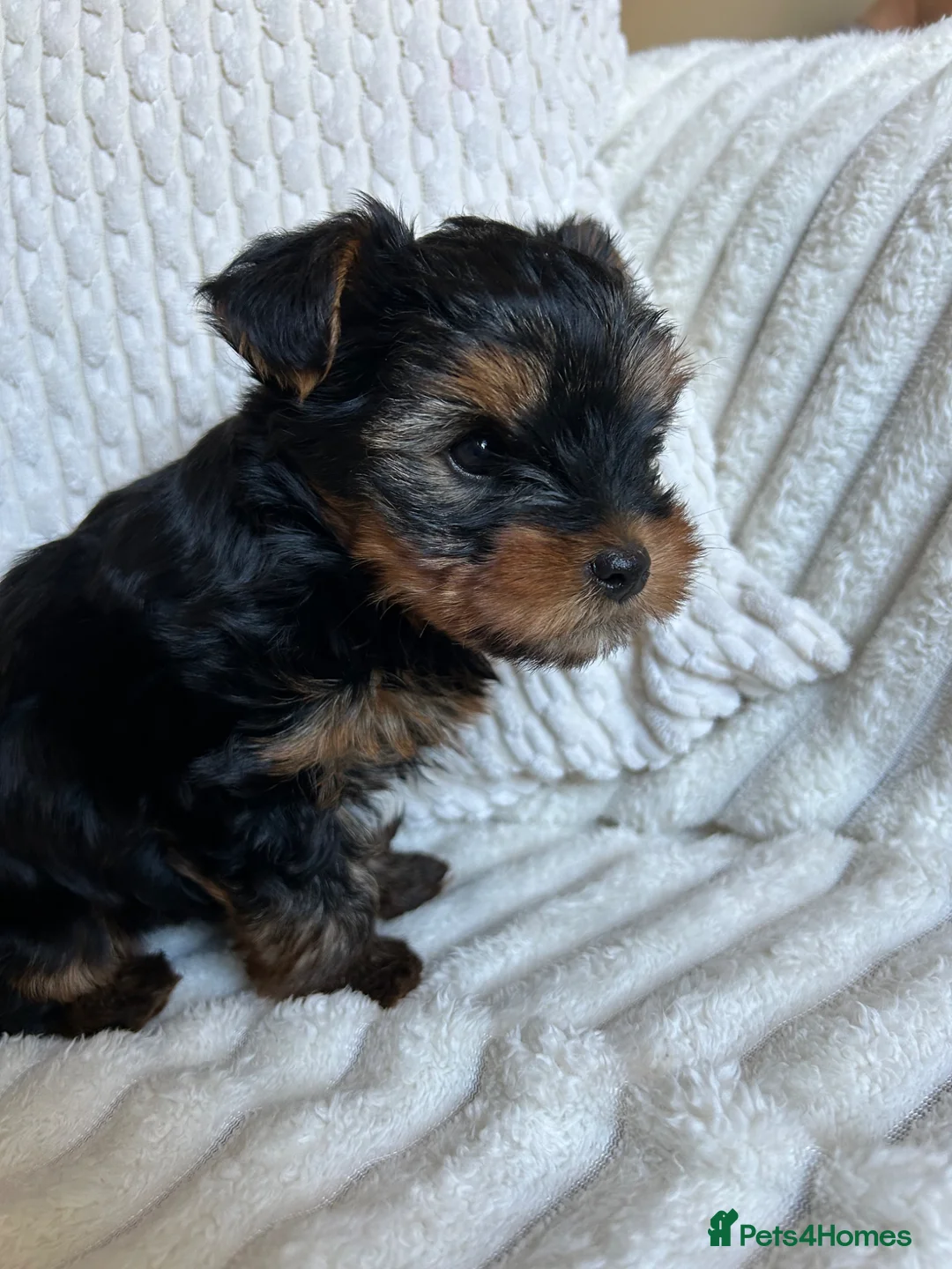 Yorkshire Terrier dogs for sale: Stunning Yorkshire pupp for sale. in Dumfries - Advert 2