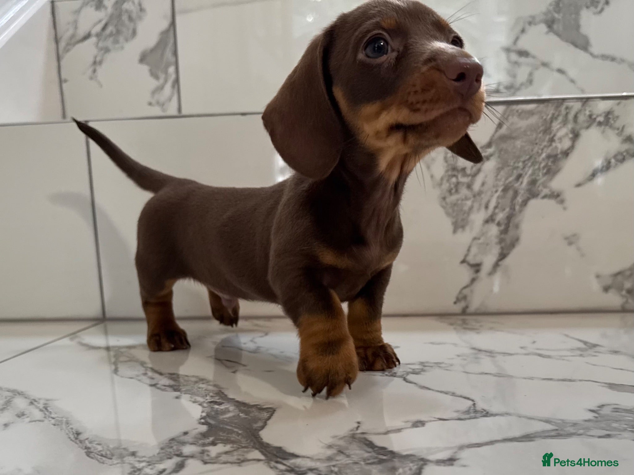 Miniature Dachshund dogs Ready now. KC. PRA Clear. Mini Dachshunds.Stunning - Advert 9