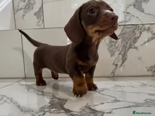 Miniature Dachshund dogs Ready now. KC. PRA Clear. Mini Dachshunds.Stunning - Advert 9
