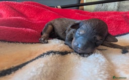 Cavapoo dogs for sale: One gorgeous cavapoo brown boy left ❤️ - Advert 11