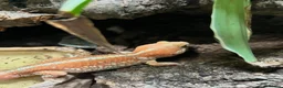Gecko reptiles for sale: Pictus gecko breeding pair with enclosure - Advert 3