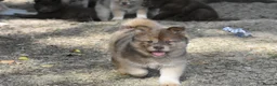 Chow Chow dogs for sale: Genuine chowski puppies  - Advert 37