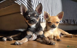 Chihuahua dogs for sale: Two male chihuahuas pups  - Image 4