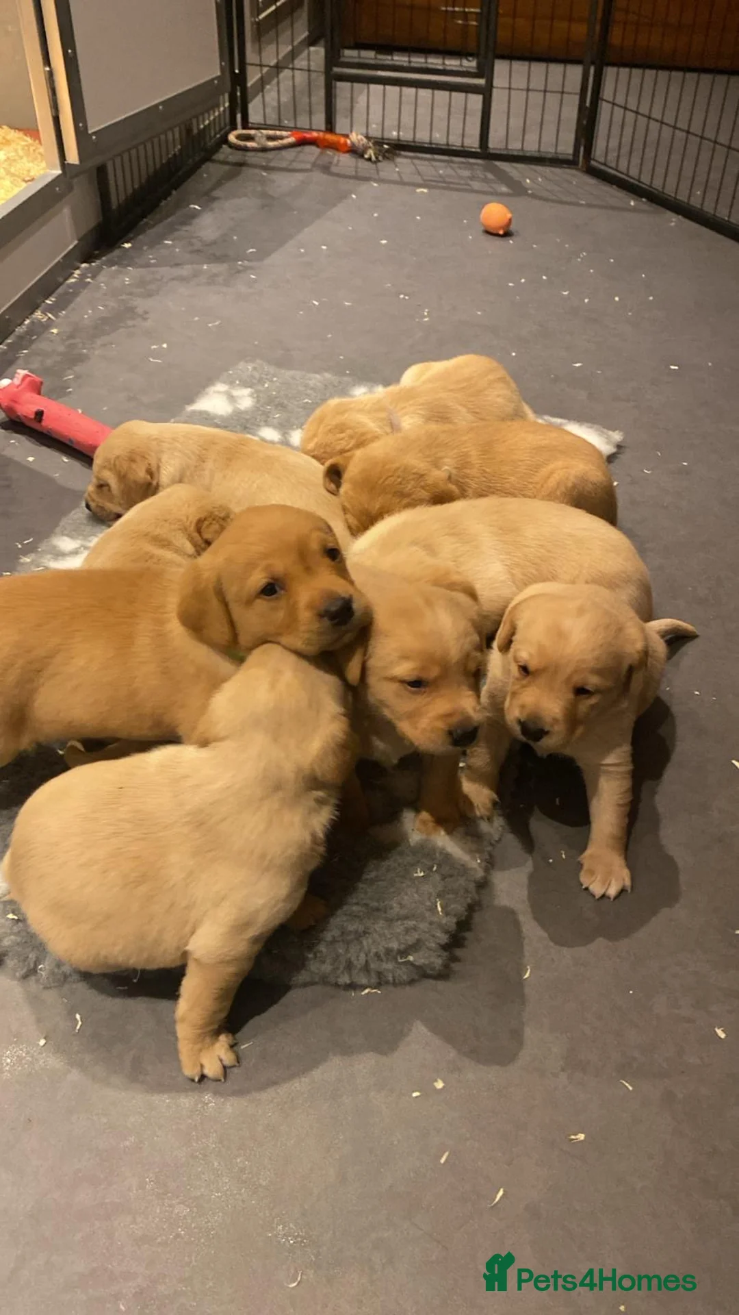 Labrador Retriever dogs for sale: Yellow/Fox Red Labrador puppies - Advert 5