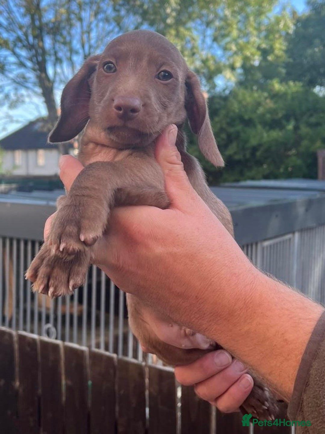 Dachshund dogs for sale: Min dachshund x teckel ( standered dachshund) - Image 11
