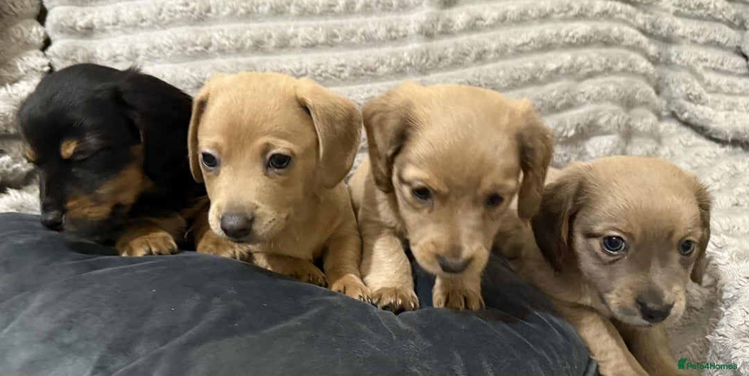 Mixed Breed dogs for sale: Dauchaund x jackrussle puppies  - Image 8