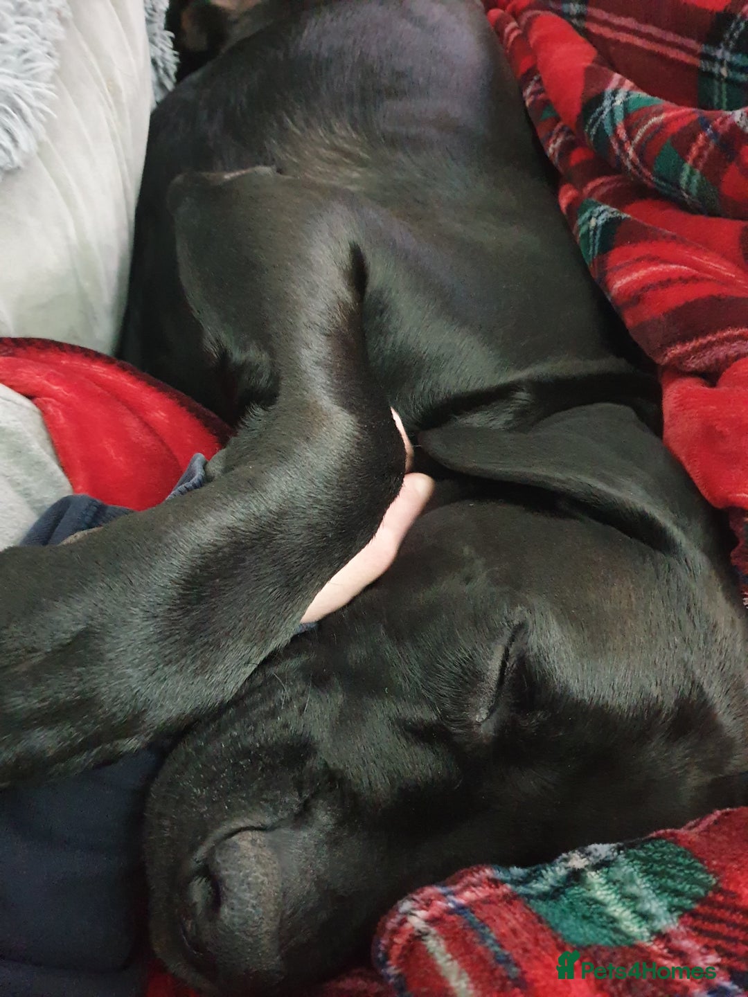 Cane Corso dogs for stud: Cane corso stud - Image 6