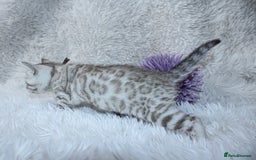 Bengal cats for sale: 🏆OUTSTANDING SHOW WINNING BENGALS KITTENS🔥 - Image 6