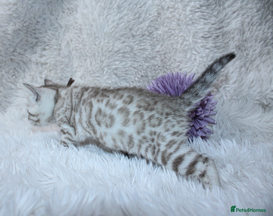 Bengal cats for sale: 🏆OUTSTANDING SHOW WINNING BENGALS KITTENS🔥 - Image 6