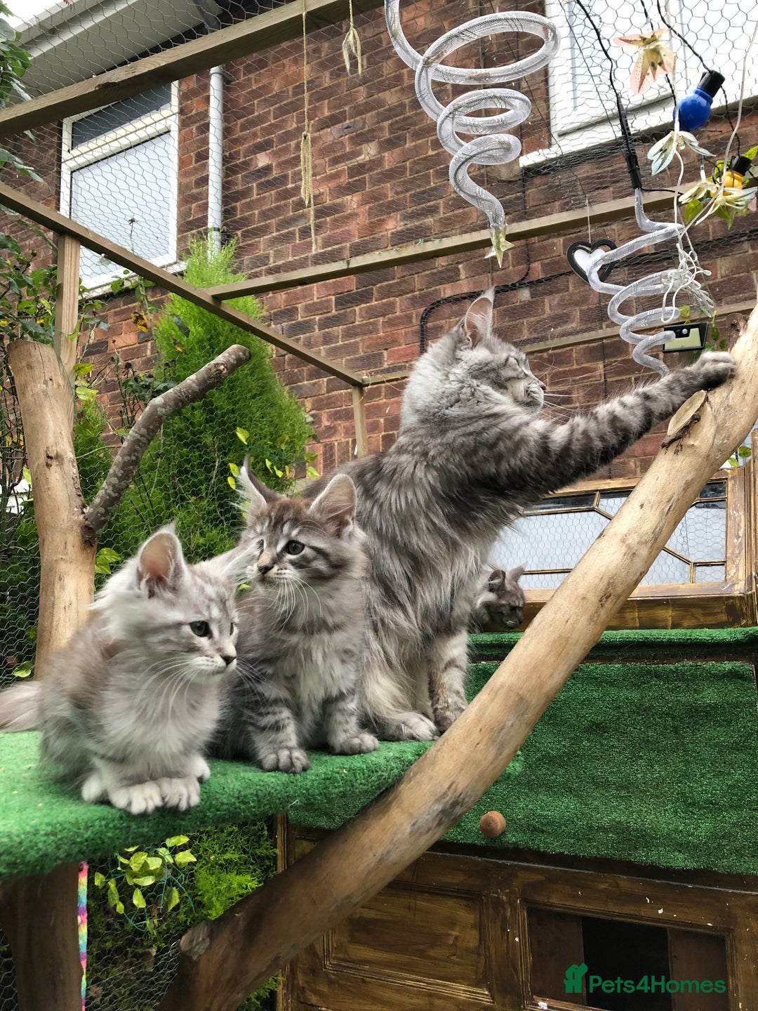 Maine Coon cats for sale: Maine coon kittens ready now - Image 16