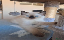 Ragdoll cats for sale: Gorgeous ragdoll kittens - 1 girl left - Image 7