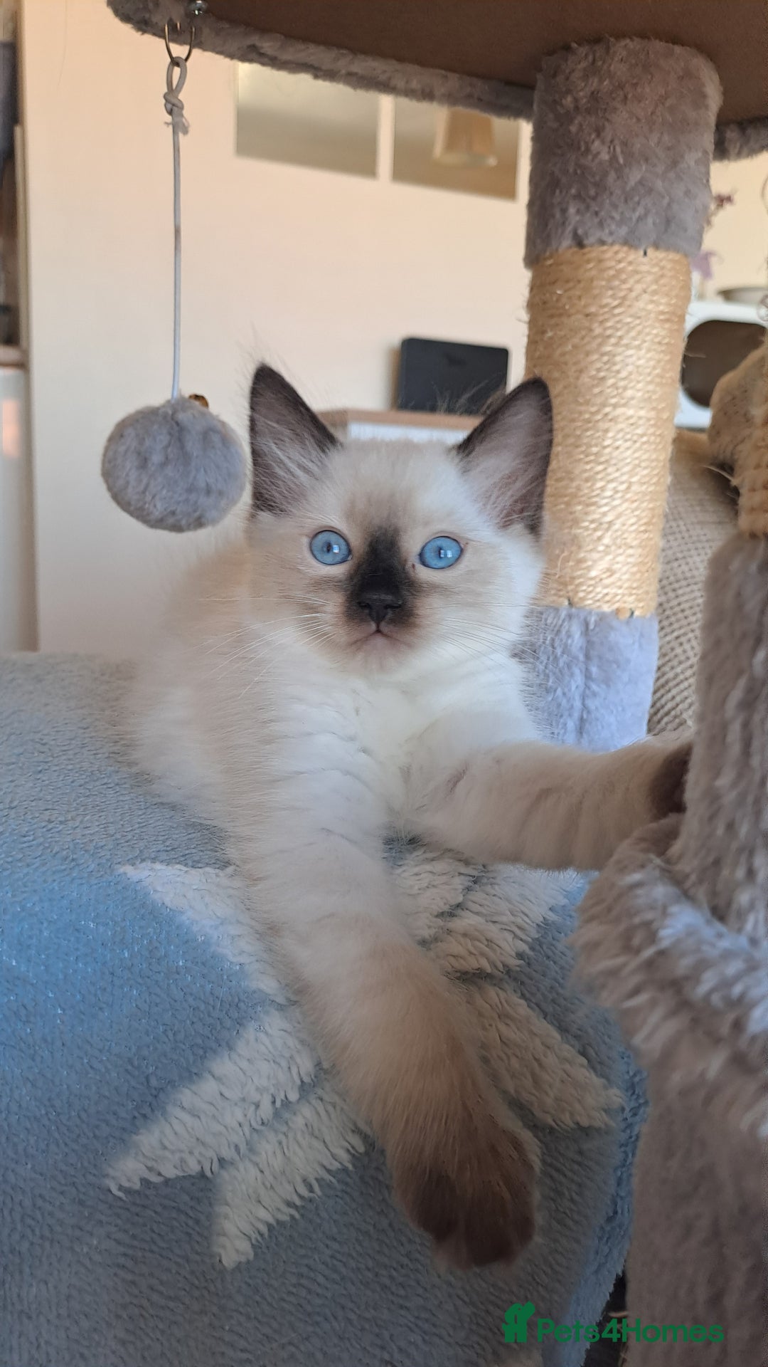 Ragdoll cats for sale: Gorgeous ragdoll kittens - 1 girl left - Image 7