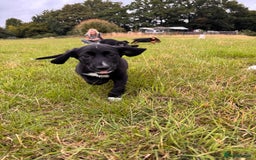 Mixed Breed dogs for sale: Big ears!! cocker spaniel x German shepherd puppys - Image 5