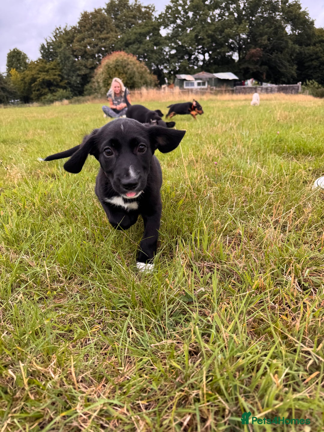 Mixed Breed dogs for sale: Big ears!! cocker spaniel x German shepherd puppys - Image 5