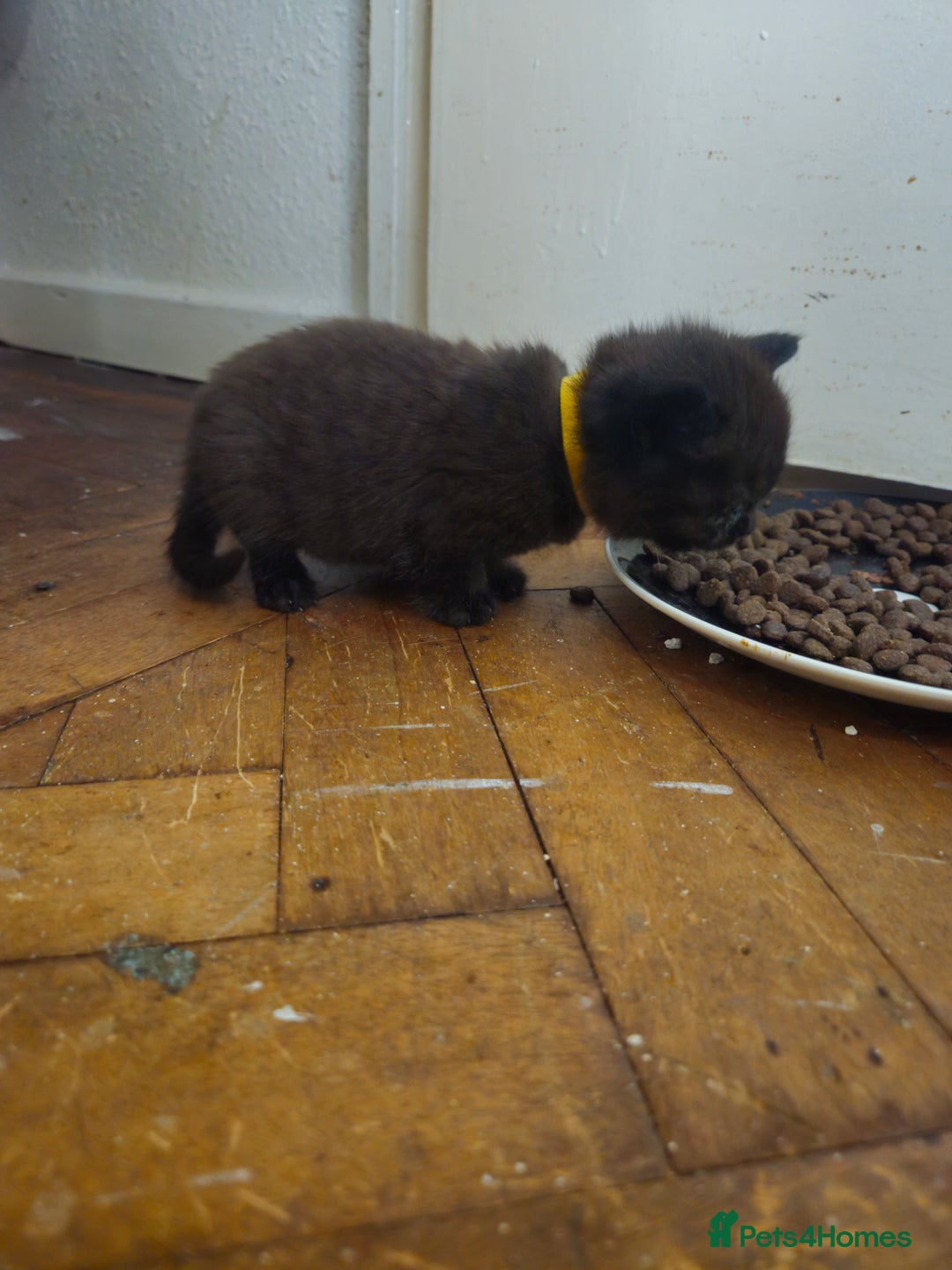 British Shorthair cats for sale: Champion Black British Shorthairs - Image 3