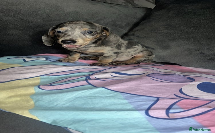 Dachshund dogs in Middlesbrough - Advert 8