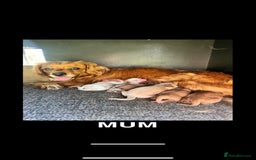 Cavapoo dogs for sale: Beautiful, mini Cavapoo Puppies - Image 9