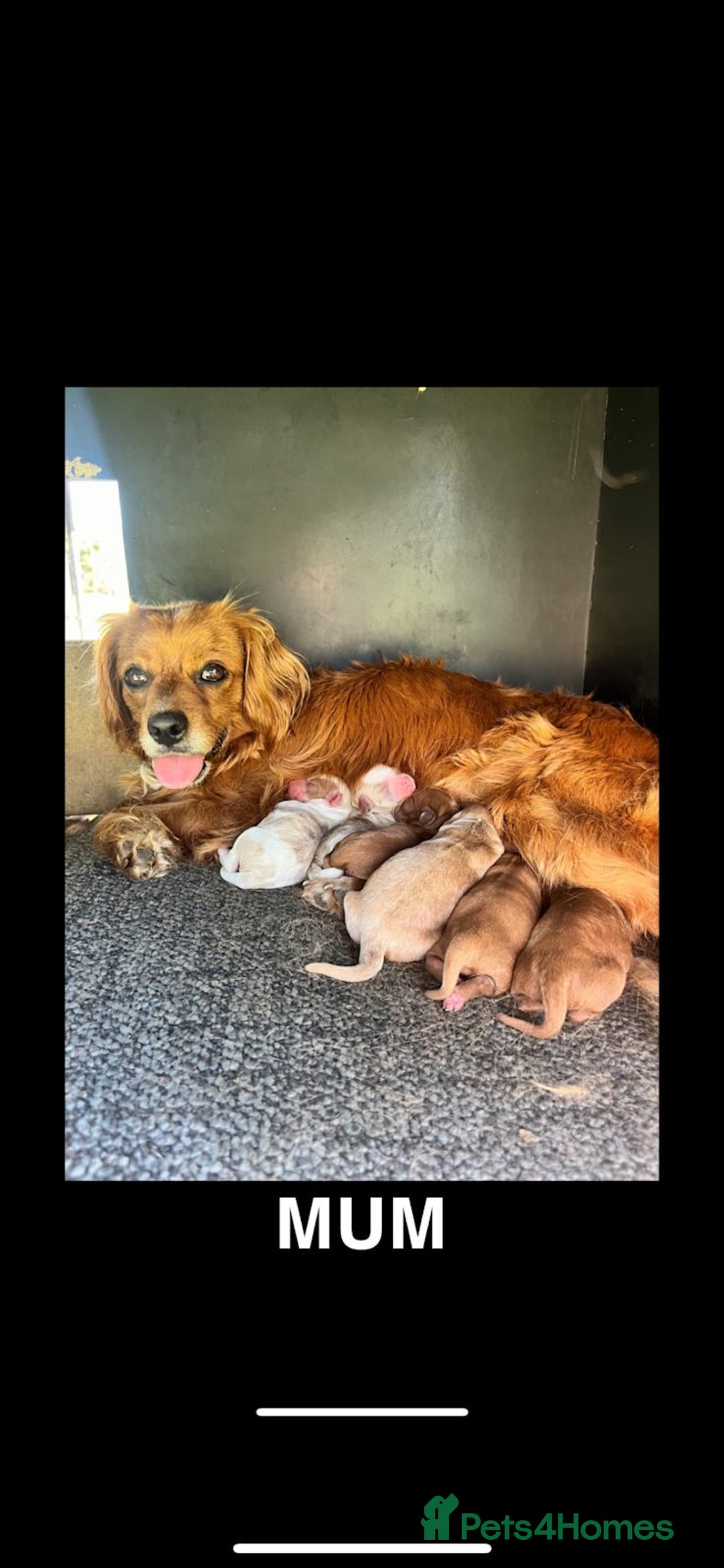 Cavapoo dogs for sale: Beautiful, mini Cavapoo Puppies - Image 9