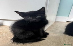 Mixed Breed cats for sale: 3 Black Male and 3 Black Female  - Image 12