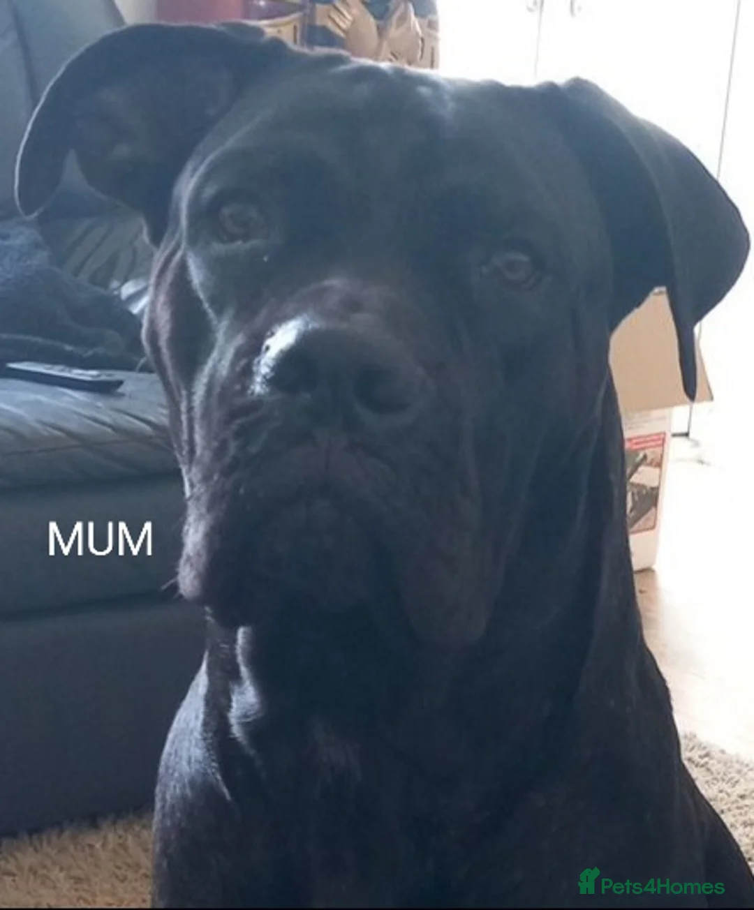 Cane Corso dogs for sale: CANE CORSO PUPPIES READY TO LEAVE! - Advert 2