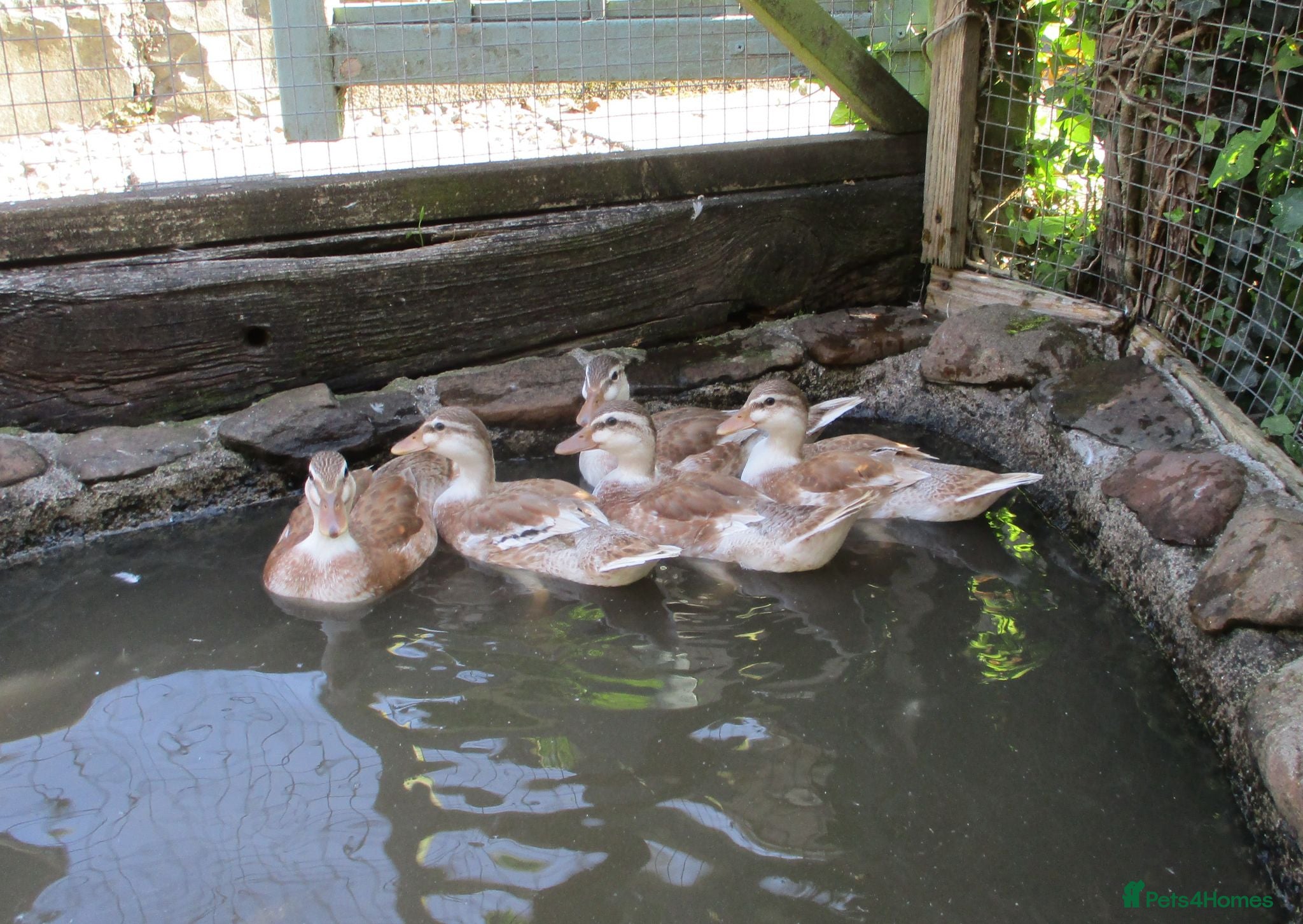 Ducks poultry Appleyard Call Ducks Pairs - Advert 12