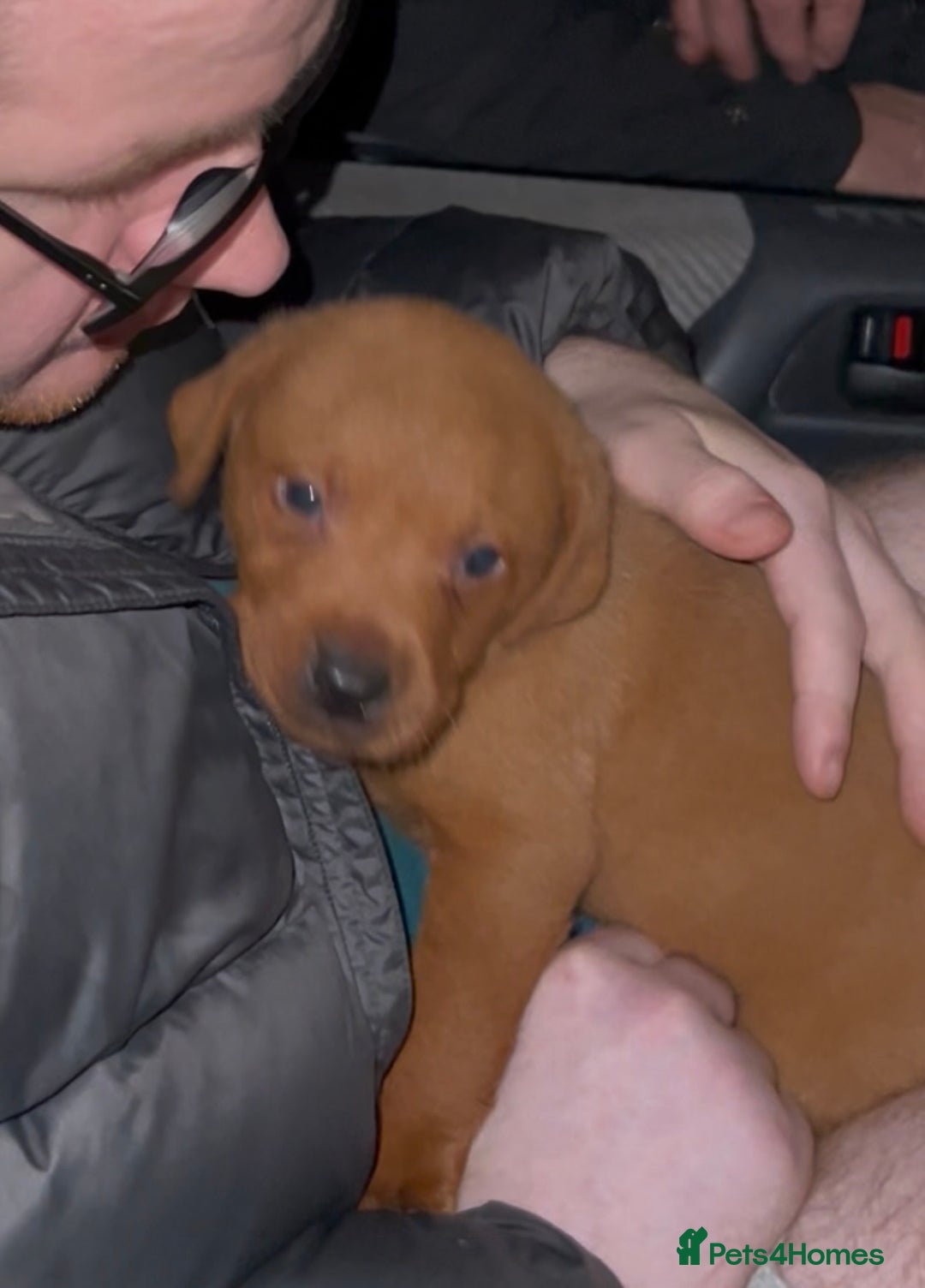 Labrador Retriever dogs for sale: Labrador Puppies - Advert 25