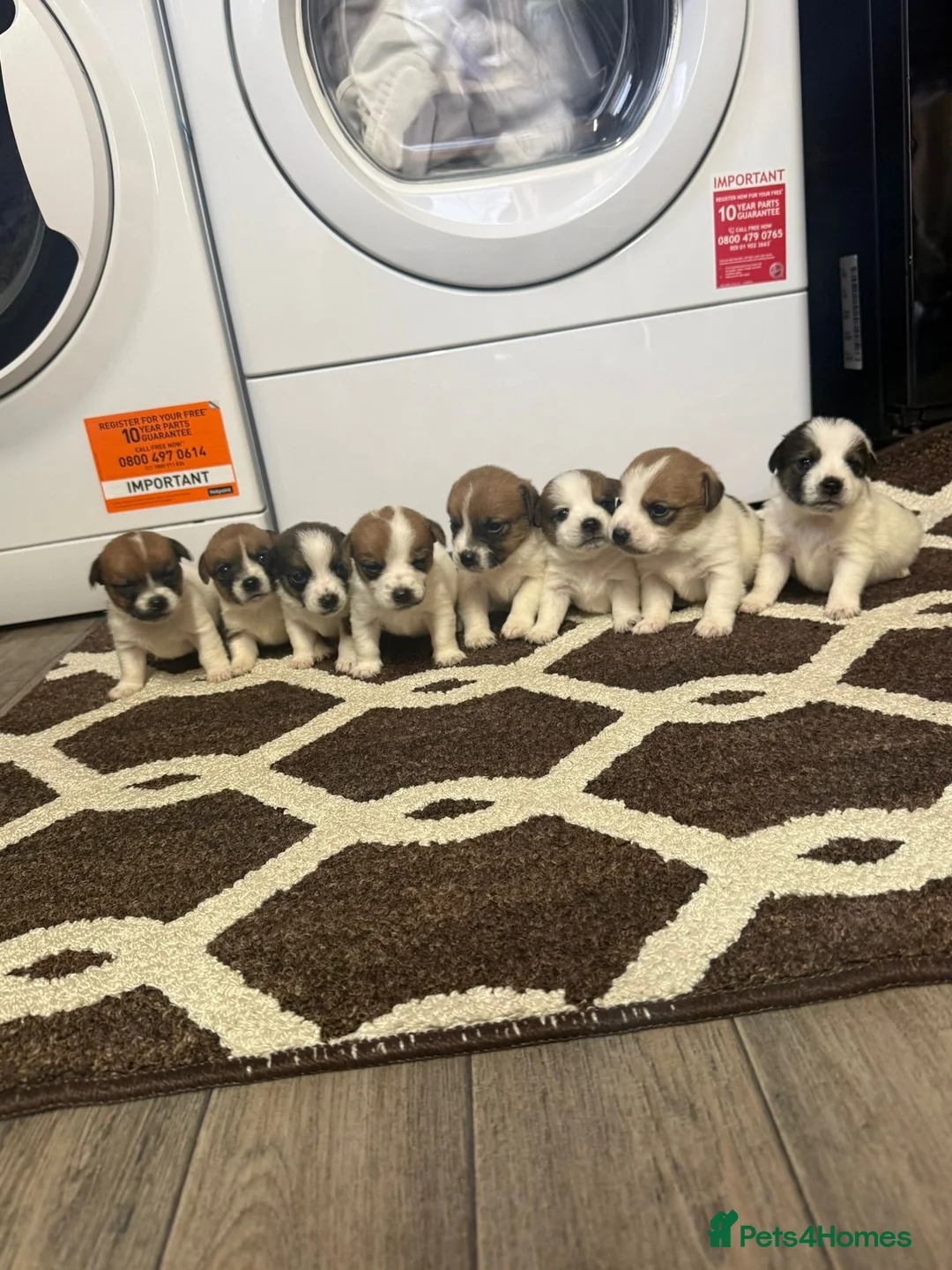 Jack Russell dogs for sale: Jack Russell Puppies in Slough - Advert 4