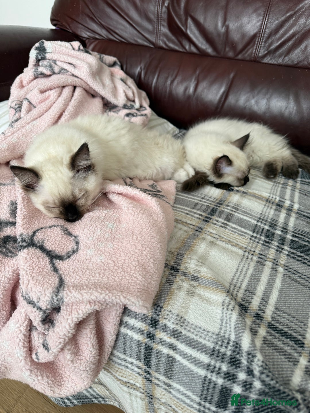 Ragdoll cats for sale: GCCF ragdoll seal point girl - Image 17