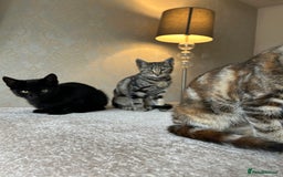 Mixed Breed cats for sale: 2 beautiful kittens ready for a loving home - Image 18