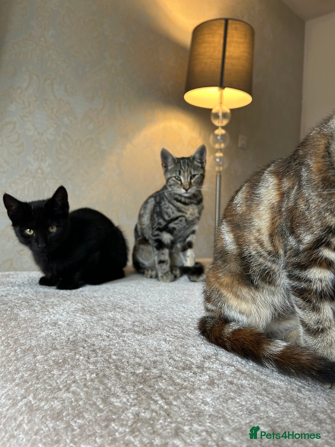 Mixed Breed cats for sale: 2 beautiful kittens ready for a loving home - Image 18