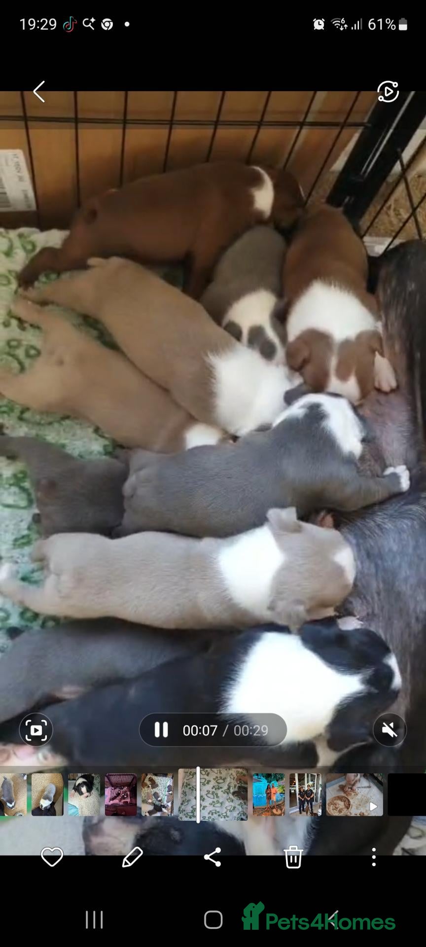 Boston Terrier dogs KC registered Boston Terrier Puppies  - Advert 1